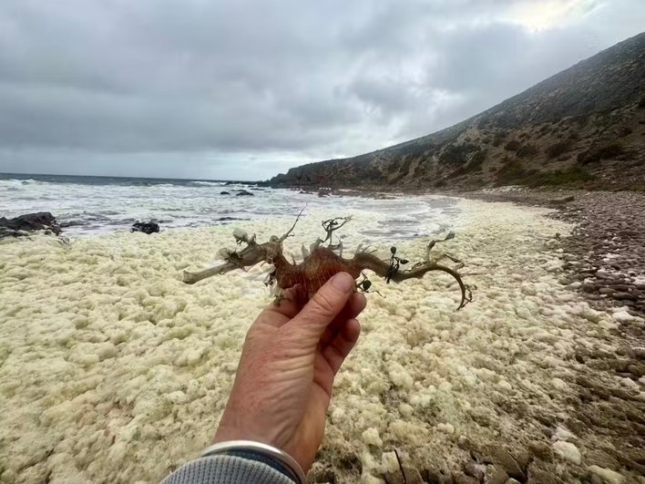 Подводный пожар: цветение морских водорослей убивает все живое