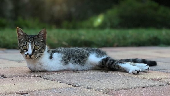 Люди спасли кошку с особенностями — теперь она знаменитость