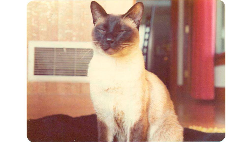 cat-physics-paper-coauthor-chester-1-5e21751a59390__700 cat-physics-paper-coauthor-chester-1-5e21751a59390__700