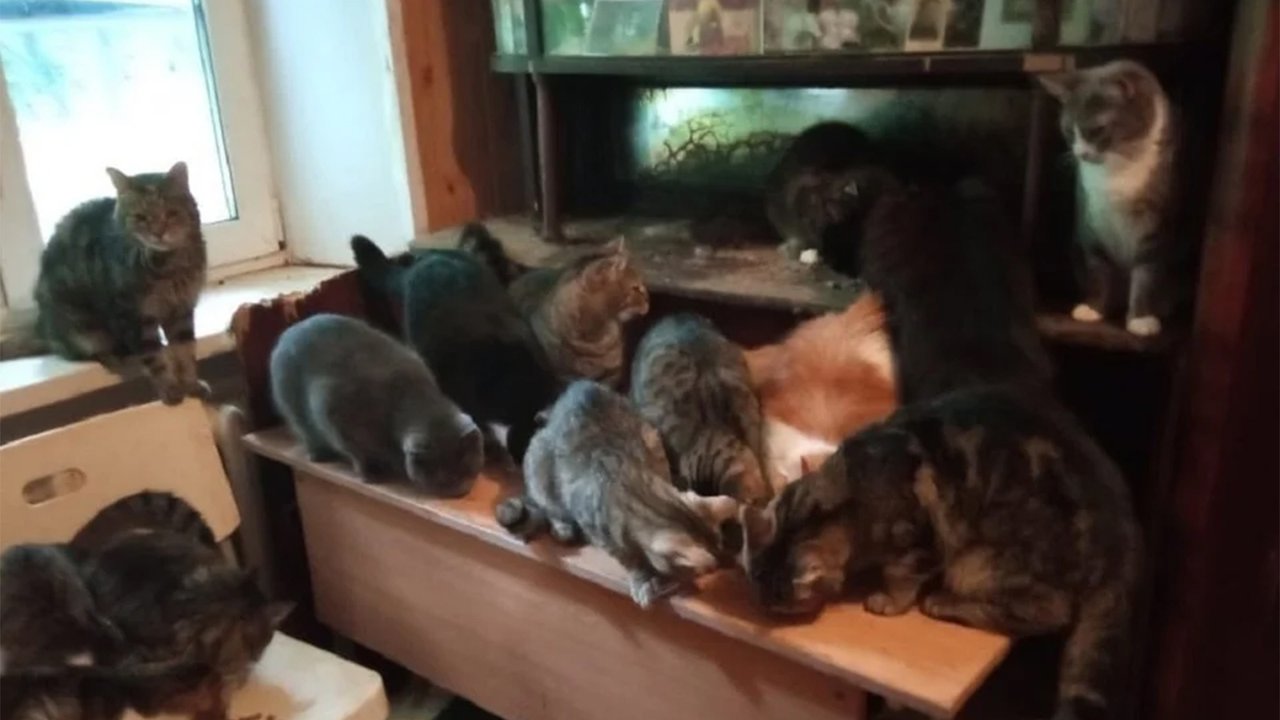 Кошки Кошки