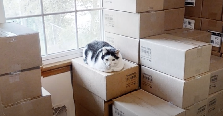 Хозяйский кот Локо лежит на коробках в одной из спален. Фото: Youtube / Grill