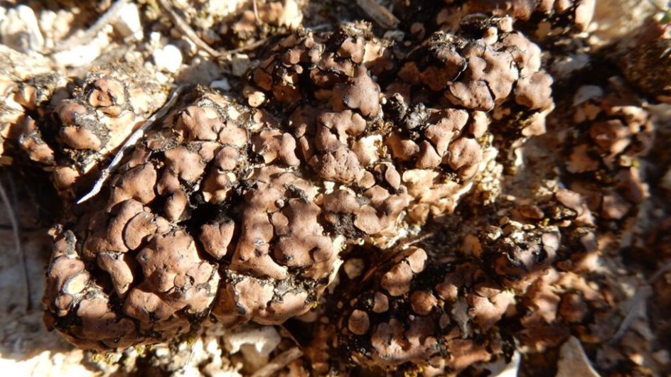 Лишайник Clavascidium lacinulatum, обитатель пустыни Мохаве
