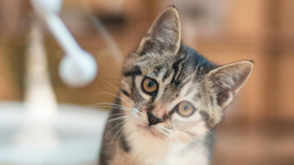 Дорогой котенок редкой европейской кошки изучает дом хозяина Дорогой котенок редкой европейской кошки изучает дом хозяина