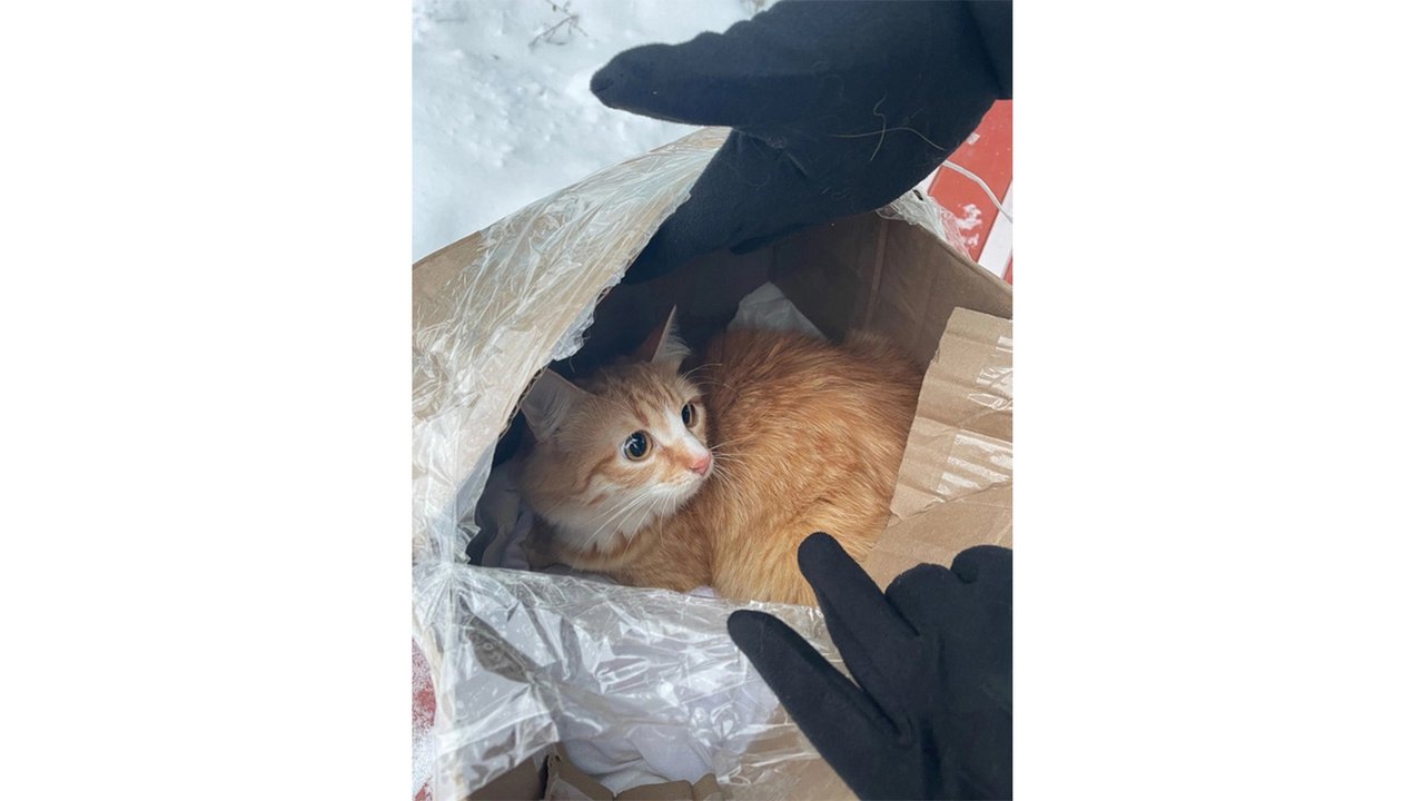 Беременную кошку выбросили в мусорку в заклеенной коробке Беременную кошку выбросили в мусорку в заклеенной коробке