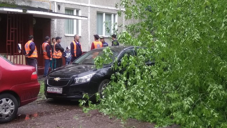 slide image for gallery: 26072 | Упало дерево