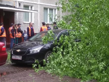 Упало дерево на автомобиль что делать