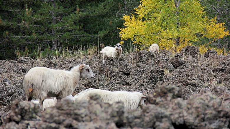 Овцы на склоне Этны. Фото: Алиса Веселкова / Chrdk.