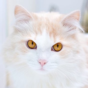 Турецкая ангора - описание породы кошек: характер, особенности поведения,  размер, отзывы и фото - Питомцы Mail.ru