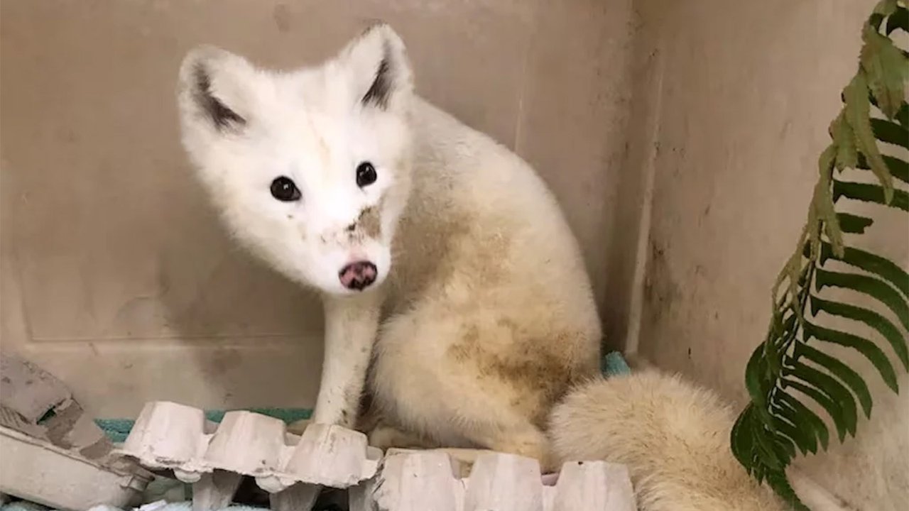песец