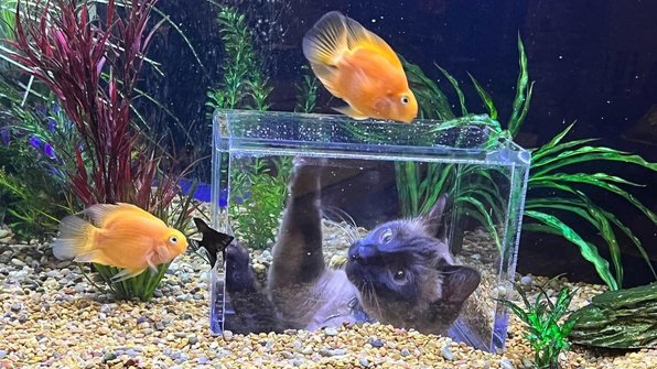Семья подарила коту идеальный аквариум и восхитила Сеть