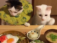 Content image for: 489521 | Голод не тетка: познакомьтесь с кошками, которые любят наблюдать за едой (фото)