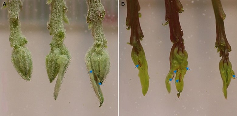 Насекомые чаще нападали на растения без воздушных шаров (справа). Фото: Moog et al., Current Biology, 2023