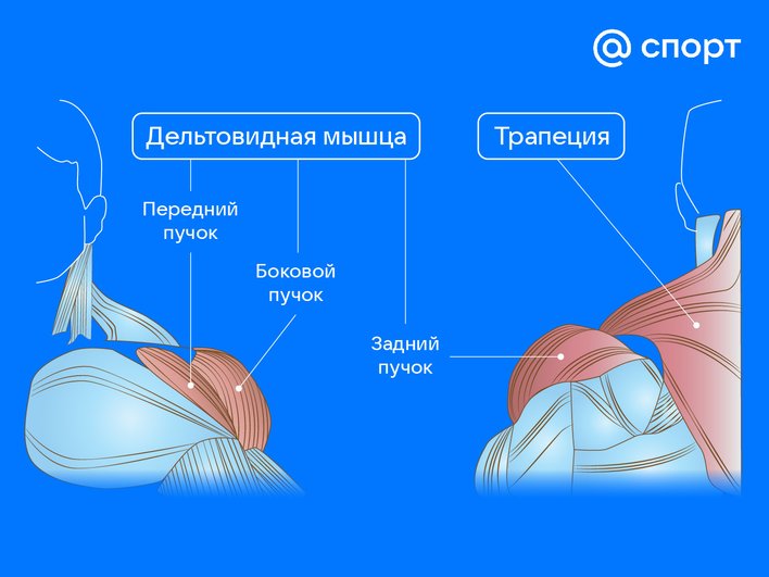 Инфоргафика дельтовидная мышца Инфоргафика дельтовидная мышца