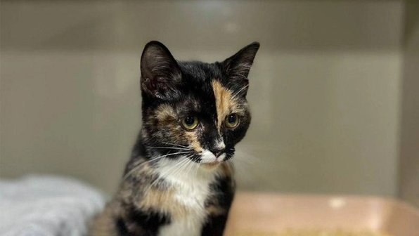 В Новосибирске ищут дом котенку, который не сдался