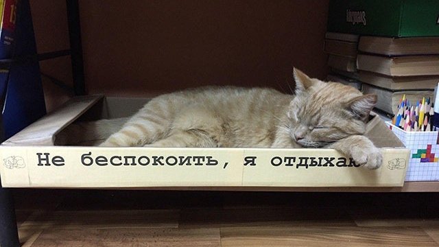 Pets.mail.ru