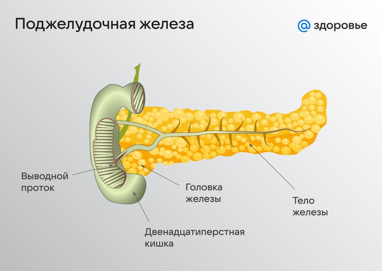 Поджелудочная железа