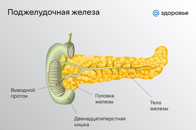 Поджелудочная железа