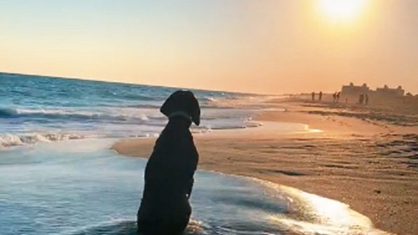 Собака наслаждается восходом на пляже — и это так успокаивает