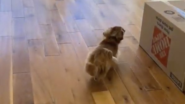Маленький пес впервые оказался в новом доме