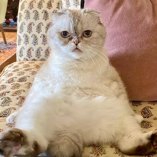 Кошка, развалившись сидит в кресле Кошка, развалившись сидит в кресле