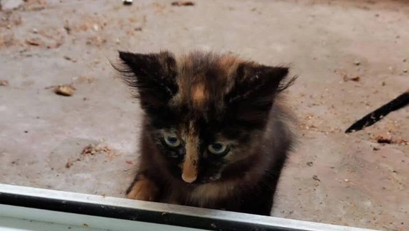 В Твери котенок очень хотел найти дом, но пришел в офис