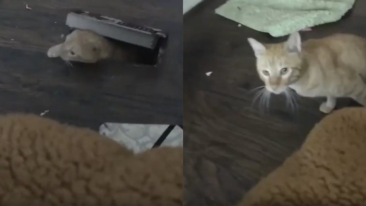 Поймали с поличным