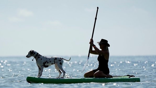 15 собак-серферов, которые покоряют волны в жаркую погоду
