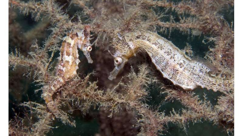 Морские коньки в водорослях