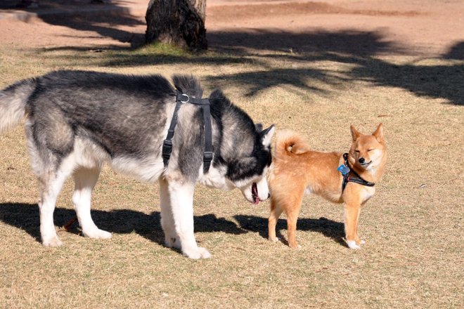Taro-the-Shiba-Inu.jpg