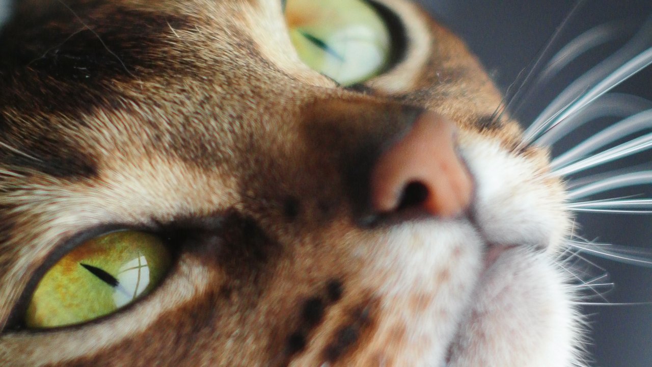 Порода абиссинская кошка