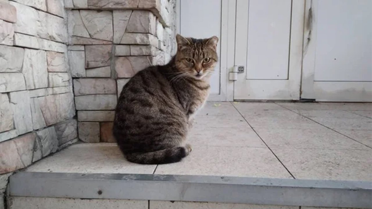 Кошка Кошка