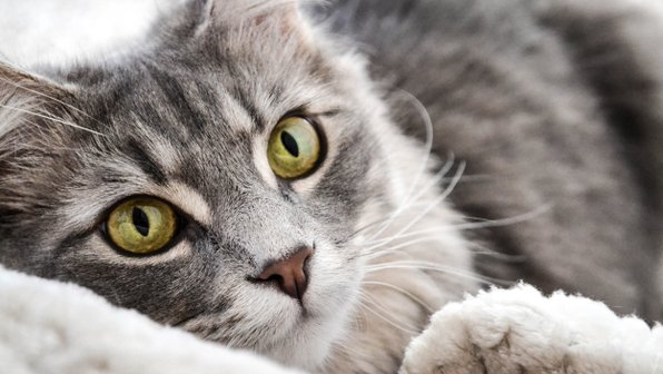 Аллергия у кошки. Как выявить и чем помочь