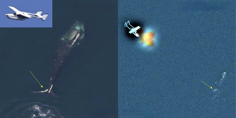 Слева – фото кита с самолета. Справа – этот же кит на кадрах со спутника. Фото: Phys.org