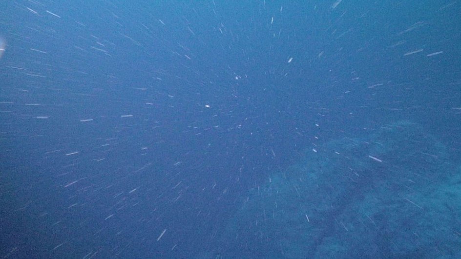 Так выглядит «морской снег» Так выглядит «морской снег»