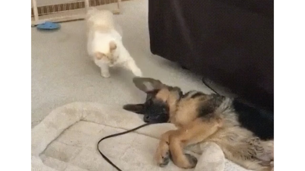 Кот впервые увидел собачьи уши и начал их изучать