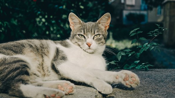 В России разработали трекер здоровья для кошек в виде ошейника