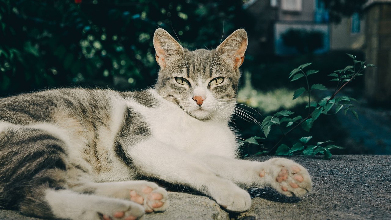 Кошки в подвалах