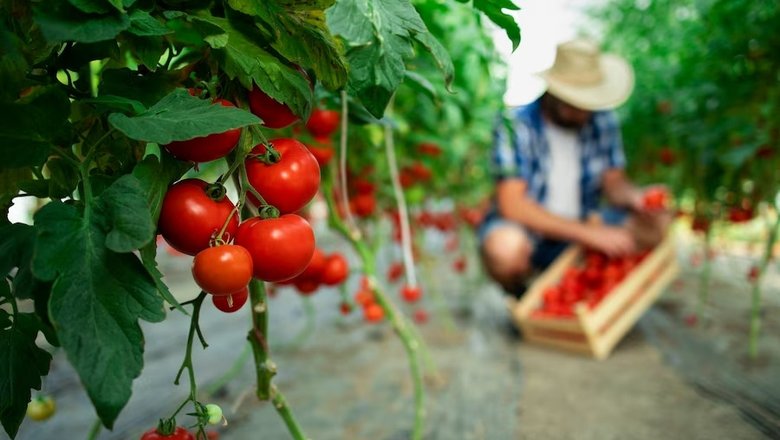 20 шагов к отличной рассаде томатов в домашних условиях.