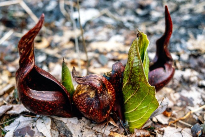 Symplocarpus foetidus; Skunk Cabbage 3 Symplocarpus foetidus; Skunk Cabbage 3