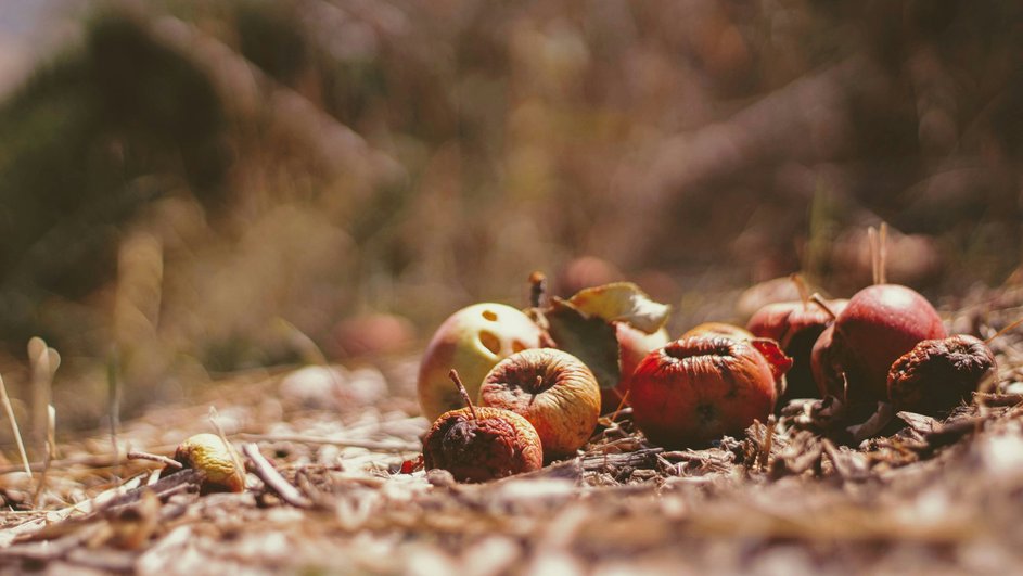 Гнилые яблоки лежат на земле