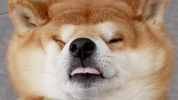 Сиба-ину, который ненавидит гулять