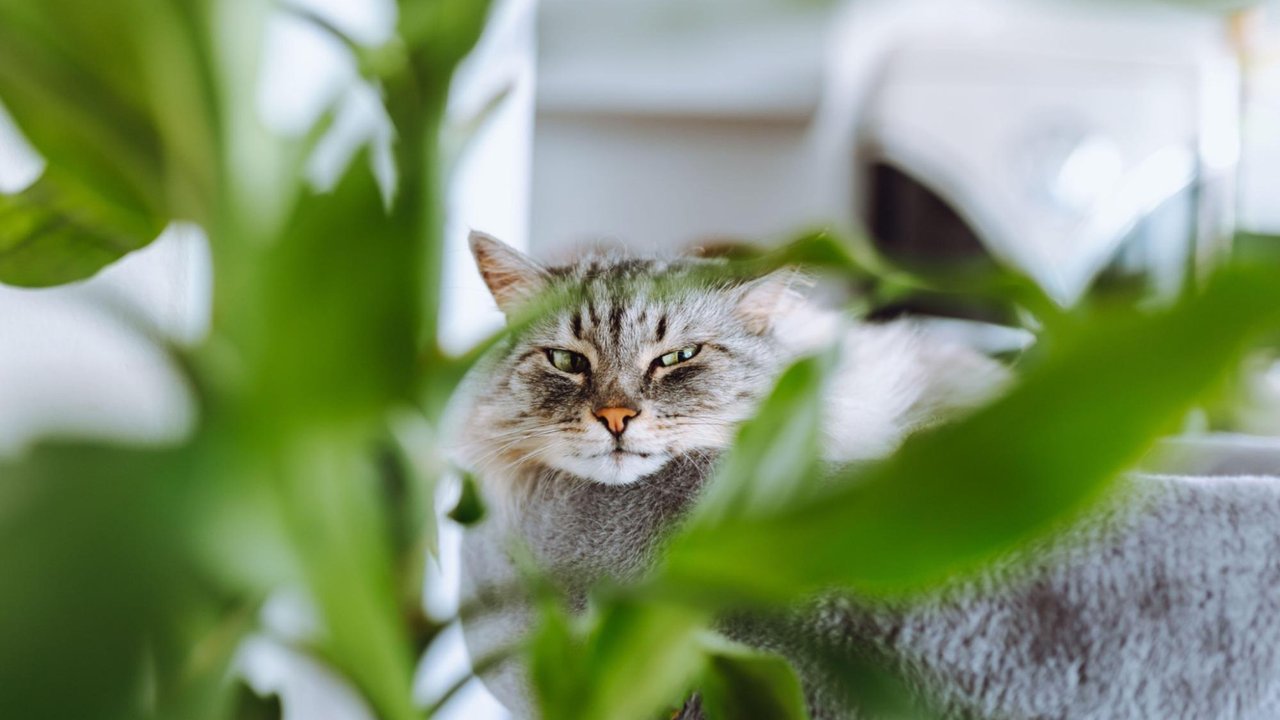Кот Кот