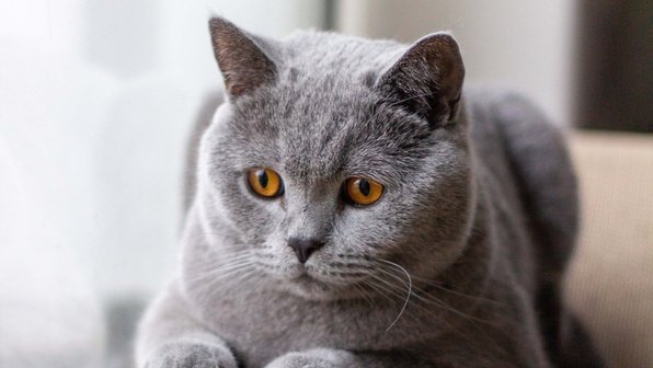 В Приморье кошка стала донором крови для кота с чумкой
