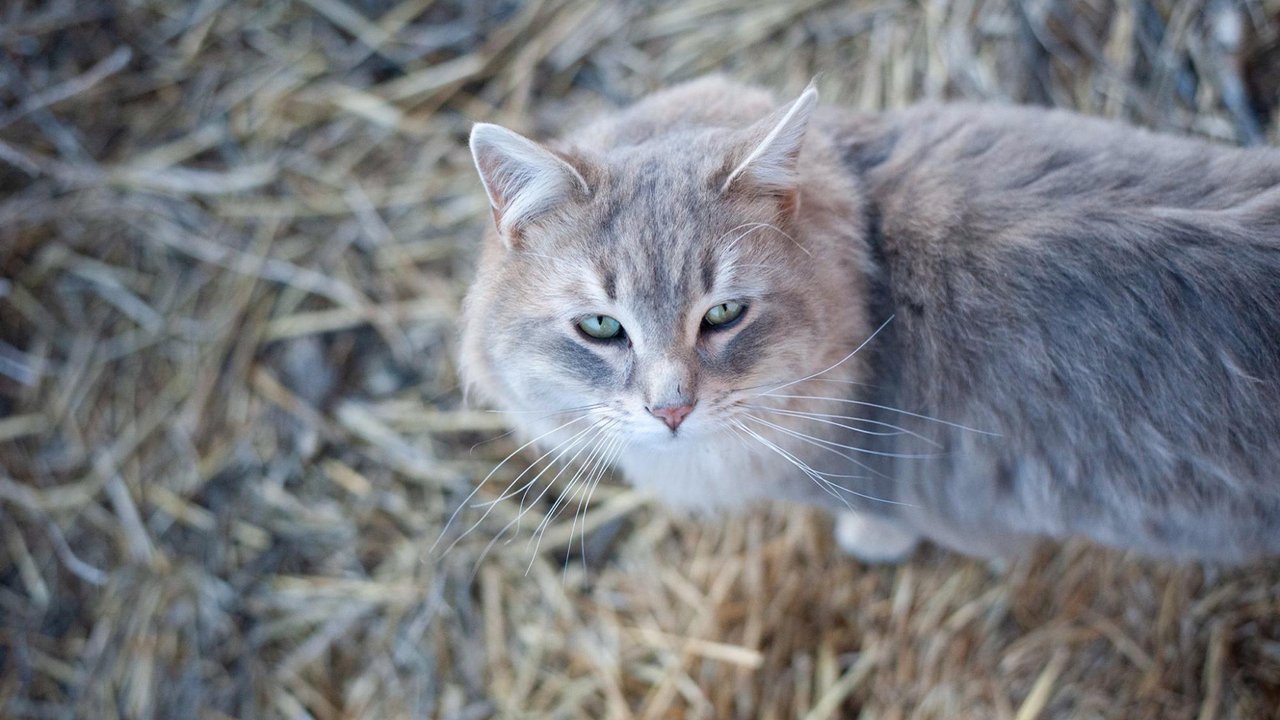 Серый кот в поле
