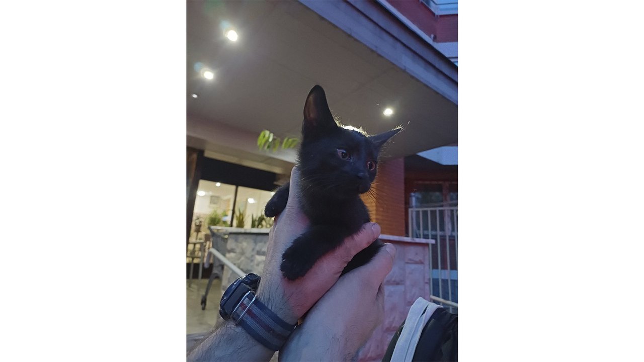 В Москве всем миром спасли котенка из-под машин В Москве всем миром спасли котенка из-под машин
