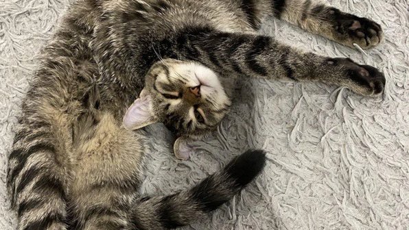 Милота недели: «резиновый» кот, Небесная Фрикаделька и другие домашние животные
