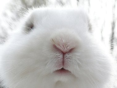Slide image for gallery: 296 | Кролики: хвостатые секреты