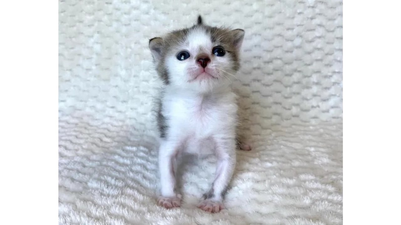 Кот Кот