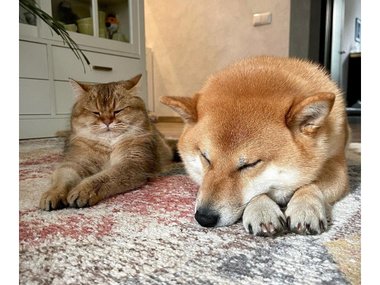Кот и собака