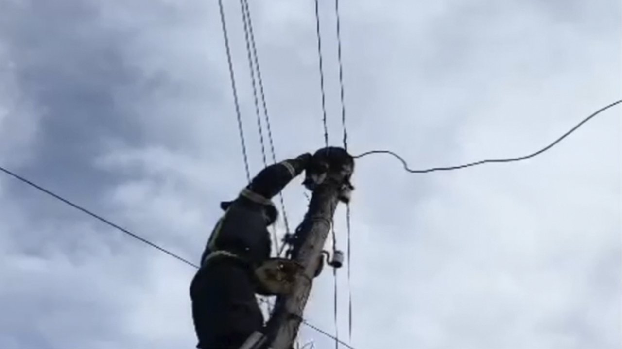 В Северной Осетии спасли замерзающего на столбе кота В Северной Осетии спасли замерзающего на столбе кота
